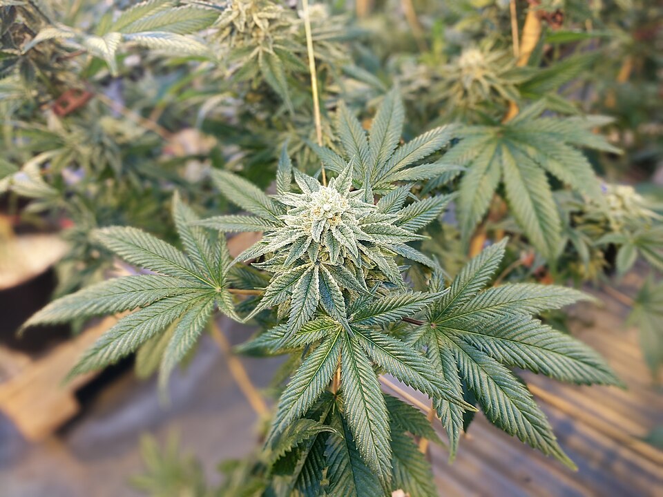 Flowering cannabis plants