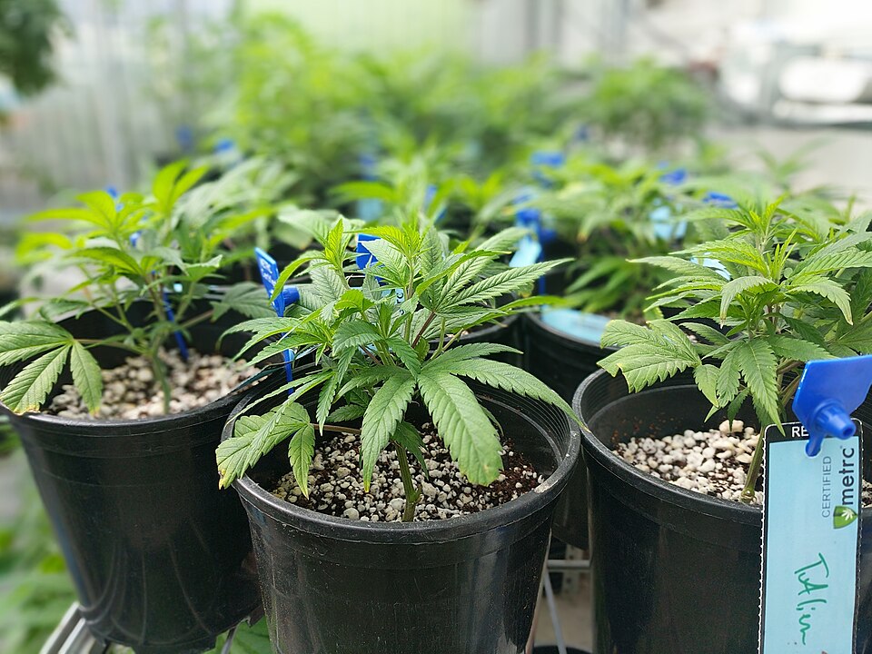 Cannabis seedling